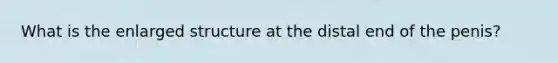 What is the enlarged structure at the distal end of the penis?