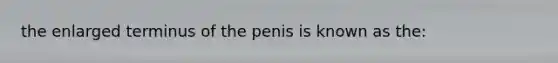 the enlarged terminus of the penis is known as the: