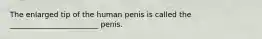 The enlarged tip of the human penis is called the ________________________ penis.