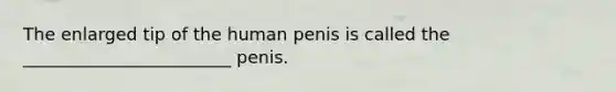 The enlarged tip of the human penis is called the ________________________ penis.