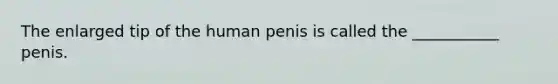 The enlarged tip of the human penis is called the ___________ penis.