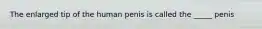 The enlarged tip of the human penis is called the _____ penis