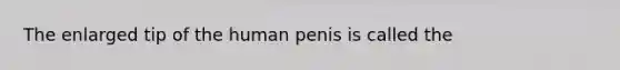 The enlarged tip of the human penis is called the