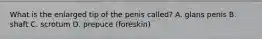 What is the enlarged tip of the penis called? A. glans penis B. shaft C. scrotum D. prepuce (foreskin)