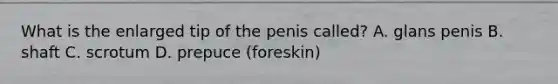 What is the enlarged tip of the penis called? A. glans penis B. shaft C. scrotum D. prepuce (foreskin)