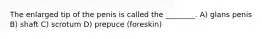 The enlarged tip of the penis is called the ________. A) glans penis B) shaft C) scrotum D) prepuce (foreskin)