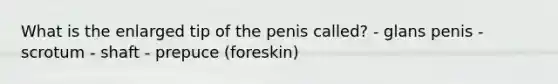 What is the enlarged tip of the penis called? - glans penis - scrotum - shaft - prepuce (foreskin)