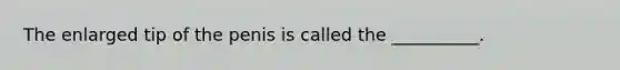 The enlarged tip of the penis is called the __________.