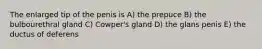 The enlarged tip of the penis is A) the prepuce B) the bulbourethral gland C) Cowper's gland D) the glans penis E) the ductus of deferens