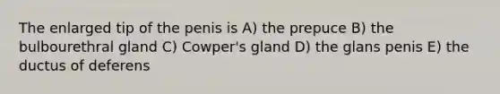 The enlarged tip of the penis is A) the prepuce B) the bulbourethral gland C) Cowper's gland D) the glans penis E) the ductus of deferens