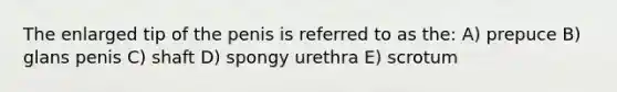 The enlarged tip of the penis is referred to as the: A) prepuce B) glans penis C) shaft D) spongy urethra E) scrotum