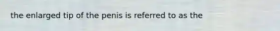 the enlarged tip of the penis is referred to as the