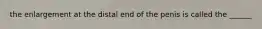 the enlargement at the distal end of the penis is called the ______