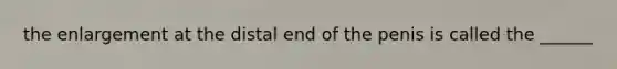 the enlargement at the distal end of the penis is called the ______