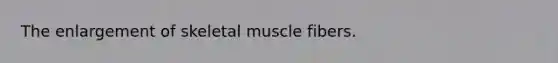 The enlargement of skeletal muscle fibers.