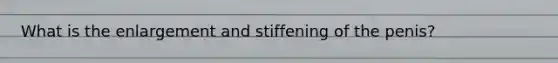 What is the enlargement and stiffening of the penis?