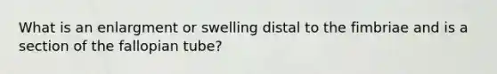 What is an enlargment or swelling distal to the fimbriae and is a section of the fallopian tube?