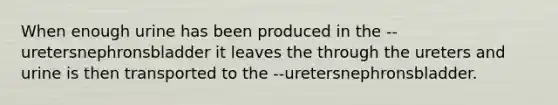 When enough urine has been produced in the --uretersnephronsbladder it leaves the through the ureters and urine is then transported to the --uretersnephronsbladder.