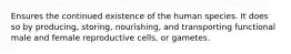 Ensures the continued existence of the human species. It does so by producing, storing, nourishing, and transporting functional male and female reproductive cells, or gametes.