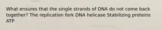 What ensures that the single strands of DNA do not come back together? The replication fork DNA helicase Stabilizing proteins ATP