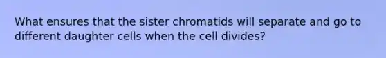 What ensures that the sister chromatids will separate and go to different daughter cells when the cell divides?