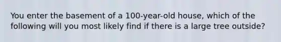 You enter the basement of a 100-year-old house, which of the following will you most likely find if there is a large tree outside?