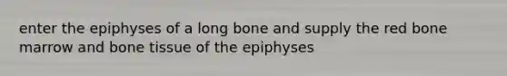 enter the epiphyses of a long bone and supply the red bone marrow and bone tissue of the epiphyses