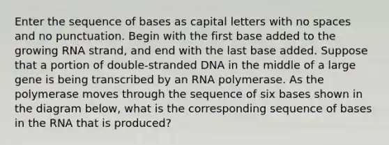 Enter the sequence of bases as capital letters with no spaces and no punctuation. Begin with the first base added to the growing RNA strand, and end with the last base added. Suppose that a portion of double-stranded DNA in the middle of a large gene is being transcribed by an RNA polymerase. As the polymerase moves through the sequence of six bases shown in the diagram below, what is the corresponding sequence of bases in the RNA that is produced?