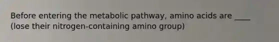 Before entering the metabolic pathway, amino acids are ____ (lose their nitrogen-containing amino group)