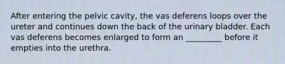 After entering the pelvic cavity, the vas deferens loops over the ureter and continues down the back of the urinary bladder. Each vas deferens becomes enlarged to form an _________ before it empties into the urethra.