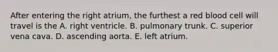 After entering the right atrium, the furthest a red blood cell will travel is the A. right ventricle. B. pulmonary trunk. C. superior vena cava. D. ascending aorta. E. left atrium.