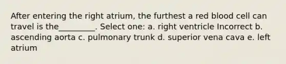 After entering the right atrium, the furthest a red blood cell can travel is the_________. Select one: a. right ventricle Incorrect b. ascending aorta c. pulmonary trunk d. superior vena cava e. left atrium