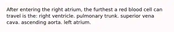 After entering the right atrium, the furthest a red blood cell can travel is the: right ventricle. pulmonary trunk. superior vena cava. ascending aorta. left atrium.