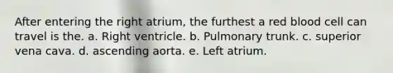 After entering the right atrium, the furthest a red blood cell can travel is the. a. Right ventricle. b. Pulmonary trunk. c. superior vena cava. d. ascending aorta. e. Left atrium.