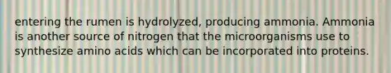 entering the rumen is hydrolyzed, producing ammonia. Ammonia is another source of nitrogen that the microorganisms use to synthesize amino acids which can be incorporated into proteins.