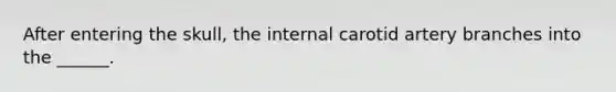 After entering the skull, the internal carotid artery branches into the ______.