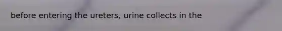 before entering the ureters, urine collects in the