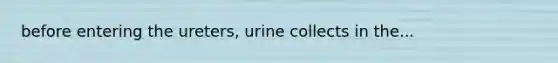 before entering the ureters, urine collects in the...