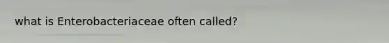 what is Enterobacteriaceae often called?