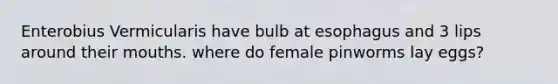Enterobius Vermicularis have bulb at esophagus and 3 lips around their mouths. where do female pinworms lay eggs?