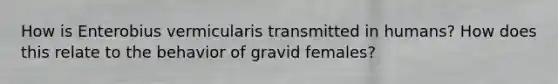 How is Enterobius vermicularis transmitted in humans? How does this relate to the behavior of gravid females?