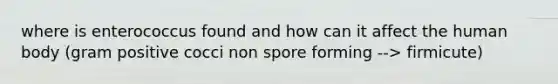 where is enterococcus found and how can it affect the human body (gram positive cocci non spore forming --> firmicute)