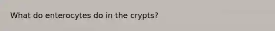 What do enterocytes do in the crypts?