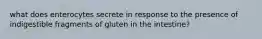 what does enterocytes secrete in response to the presence of indigestible fragments of gluten in the intestine?