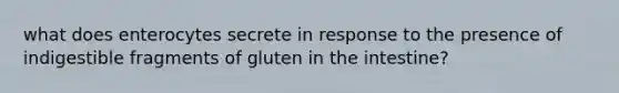 what does enterocytes secrete in response to the presence of indigestible fragments of gluten in the intestine?