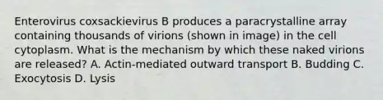 Enterovirus coxsackievirus B produces a paracrystalline array containing thousands of virions (shown in image) in the cell cytoplasm. What is the mechanism by which these naked virions are released? A. Actin-mediated outward transport B. Budding C. Exocytosis D. Lysis