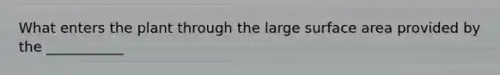 What enters the plant through the large surface area provided by the ___________