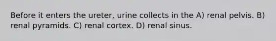 Before it enters the ureter, urine collects in the A) renal pelvis. B) renal pyramids. C) renal cortex. D) renal sinus.