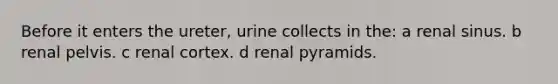 Before it enters the ureter, urine collects in the: a renal sinus. b renal pelvis. c renal cortex. d renal pyramids.