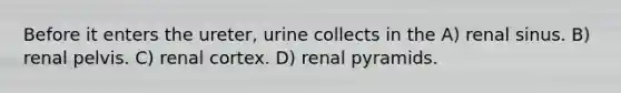 Before it enters the ureter, urine collects in the A) renal sinus. B) renal pelvis. C) renal cortex. D) renal pyramids.